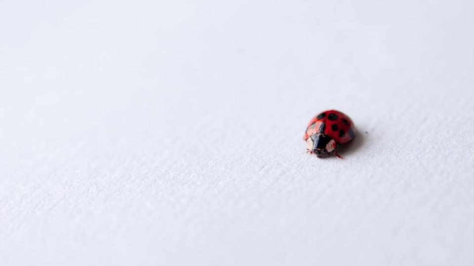 single ladybird on grey background