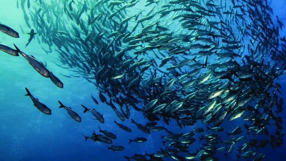 shoal of fish from below