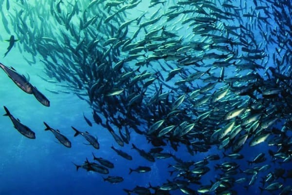 shoal of fish from below