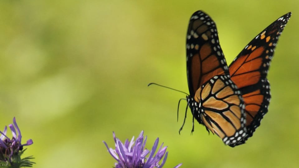 butterfly above a flower