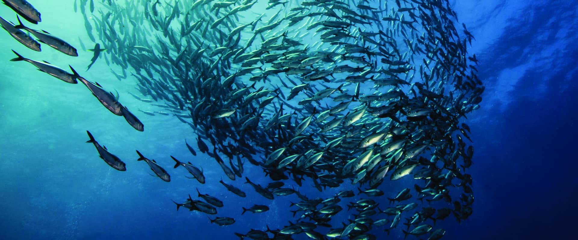 SAP® solutions Macro 4