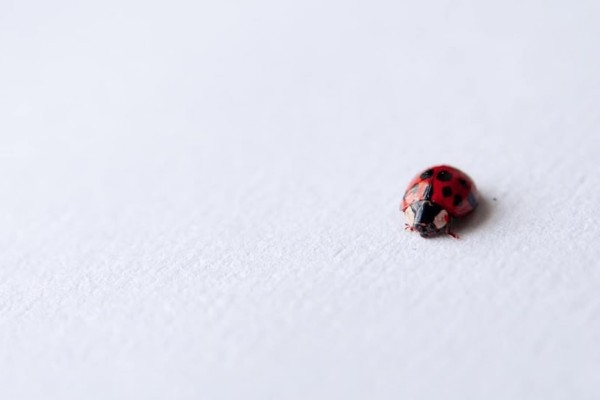 single ladybird on grey background